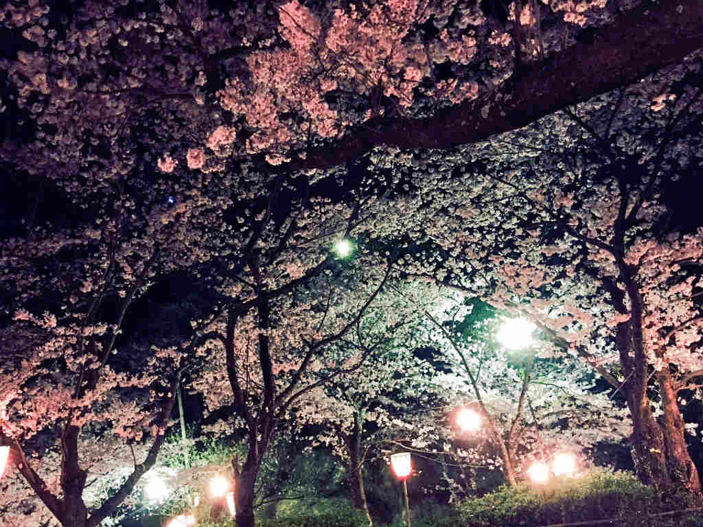 夜桜　9
